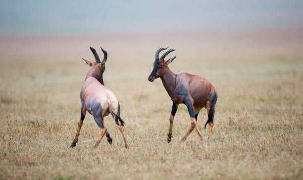 topi antílope jugando - masai mara national reserve masai mara topi antelope fotografías e imágenes de stock