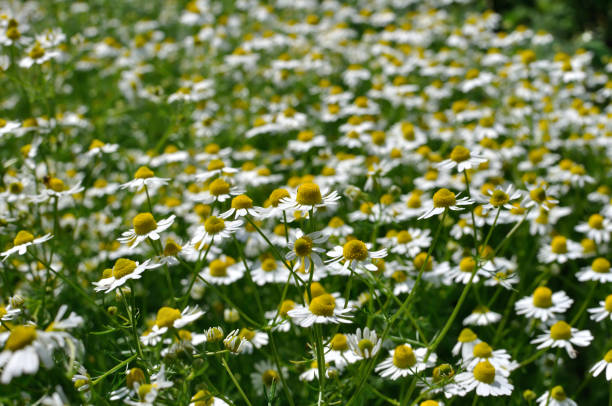 istock field of blooming camomile 1131008956