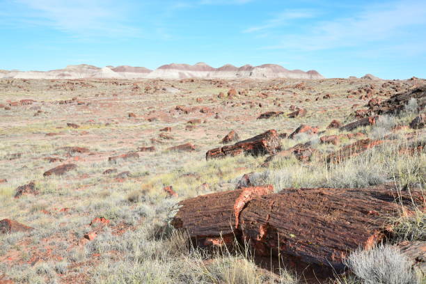 istock Long Logs, Petrified Forest National Park 1131009160