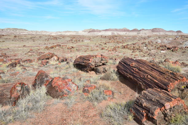 istock Long Logs, Petrified Forest National Park 1131009171