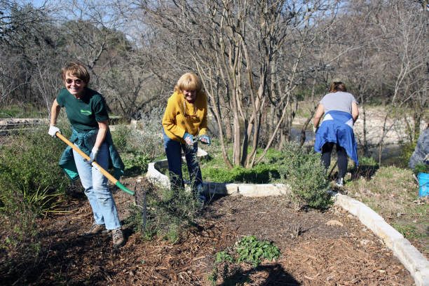 MLK Holiday Day of Service, Pease Park, Austin, Texas Austin, Tx, USA - Jan. 21, 2019:  Women volunteers spread mulch in a bed in Pease Park while participating in the Martin Luther King Holiday Day of Service. martin luther king jr day stock pictures, royalty-free photos & images