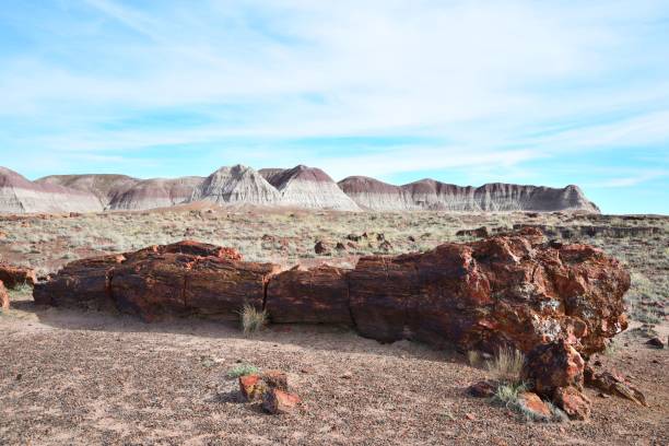 istock Long Logs, Petrified Forest National Park 1131009402