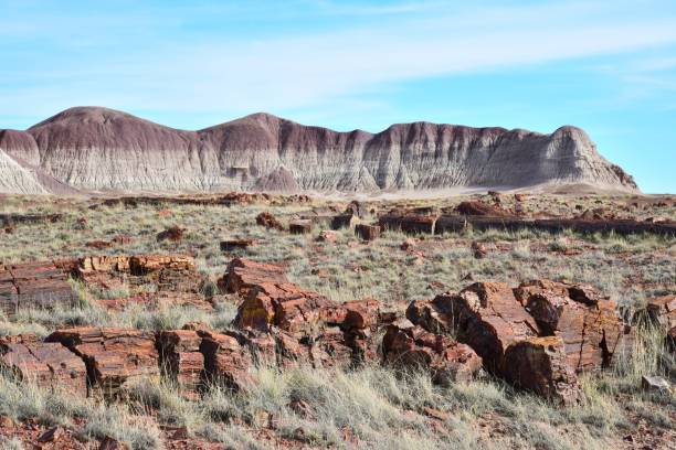 istock Long Logs, Petrified Forest National Park 1131009411