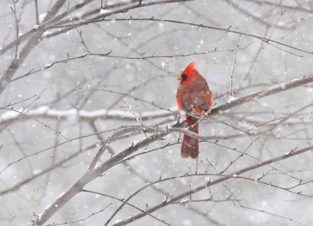 istock Cardinal sits in tree on snowy day 1131010101