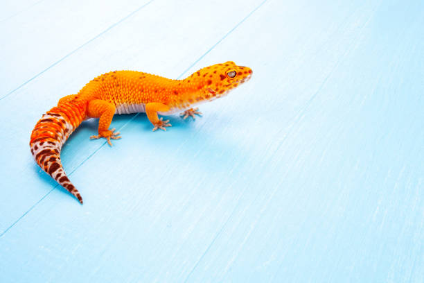 Leopard gecko on white Leopard gecko on white exotic pets photos stock pictures, royalty-free photos & images