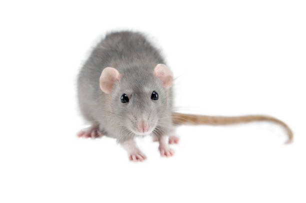 istock home hand rat isolated on white background, rat with food in paws, mockup, copyspace 1131010629