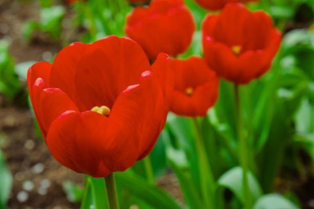 istock Group of red tulips in the park. Spring landscape background. 1131010732