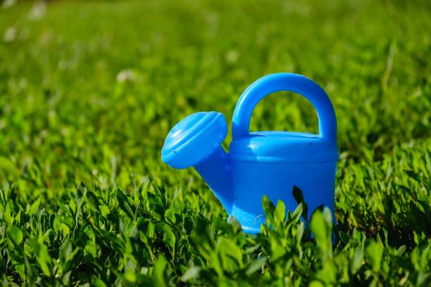 istock green spring gardening can grass. plant. 1131010748