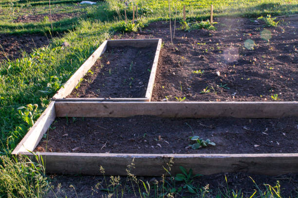 istock raised garden bed ready for planting 1131013427