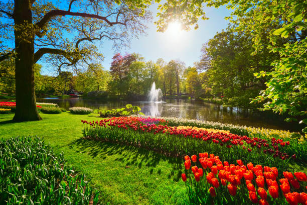 ogród kwiatowy keukenhof. lisse, holandia. - field tulip flower tree zdjęcia i obrazy z banku zdjęć