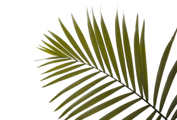 istock Beautiful tropical palm leaf on white background 1131013647