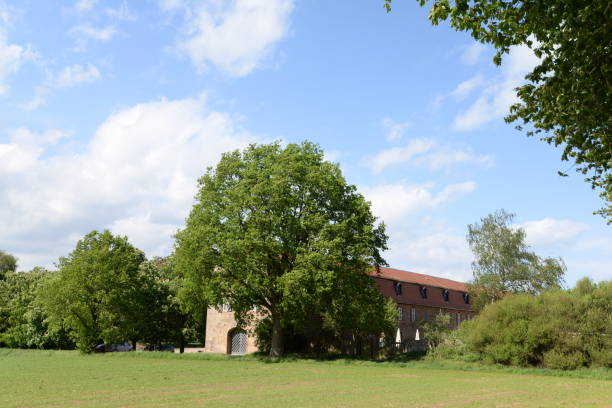 istock Oak at Hunting Castle Kranichstein 1131015531