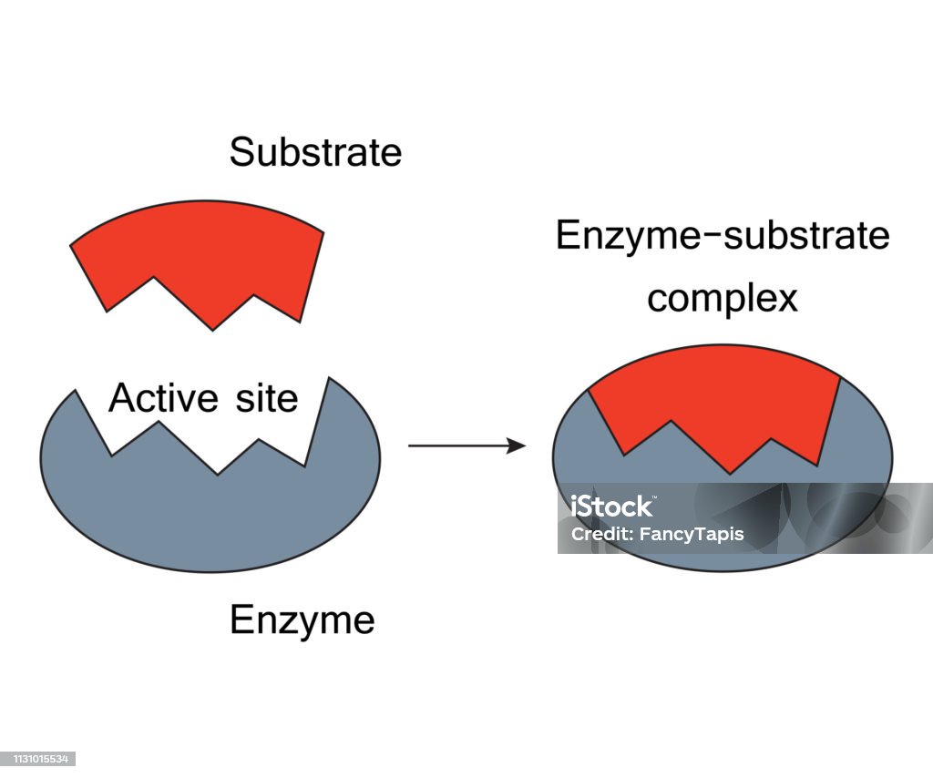 Lock And Key Model In Depth Lock And Key Model Enzyme Substrate Complex Stock Illustration ...