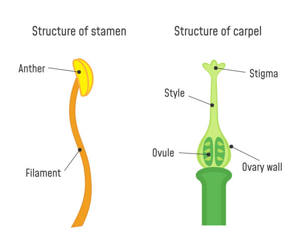 illustrations, cliparts, dessins animés et icônes de structure de stamen et carpel - sepal