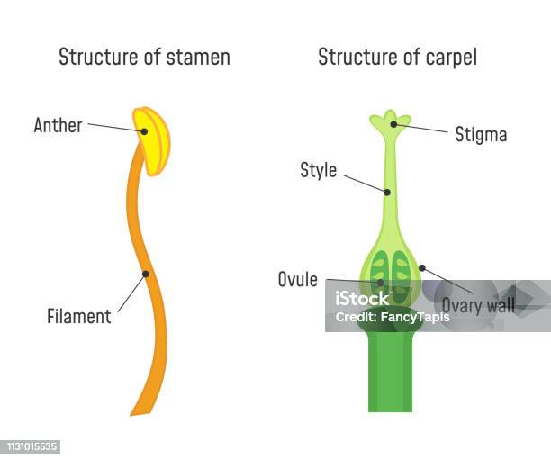 Structure Of Stamen And Carpel Stock Illustration - Download Image Now - Stamen, Anatomy, Flower