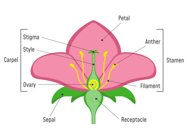 blumenteile diagramm. - pollen grain stock-grafiken, -clipart, -cartoons und -symbole