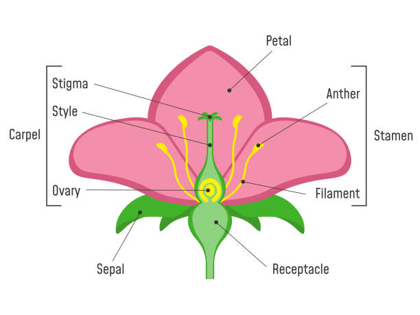 Flower Parts Diagram. Flower Parts Diagram. Plant Structure. flowering plant stock illustrations