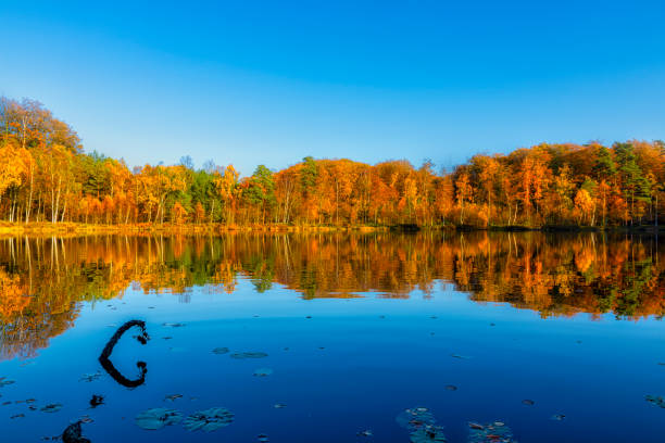 istock Autumn forest reflected in lake in Sweden 1131015575