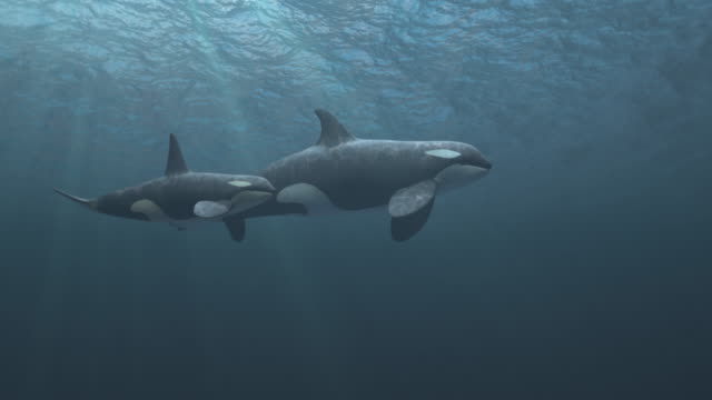 Mother and Calf Killer Whales swimming passed the camera