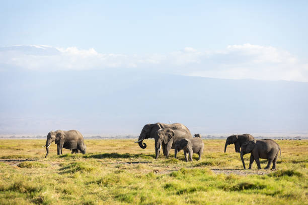 istock KENYA - AUGUST 16, 2018: Elephants in Amboseli National Park 1131019363
