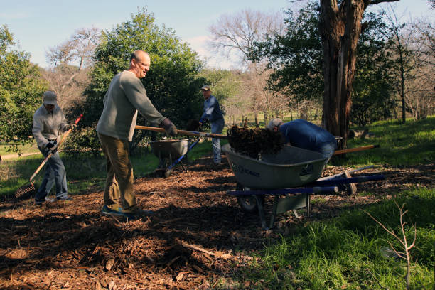 MLK Holiday Day of Service, Pease Park, Austin, Texas Austin, Tx, USA - Jan. 21, 2019:  A group of male volunteers spread mulch on a path in Pease Park while participating in the Martin Luther King Holiday Day of Service. martin luther king jr day stock pictures, royalty-free photos & images