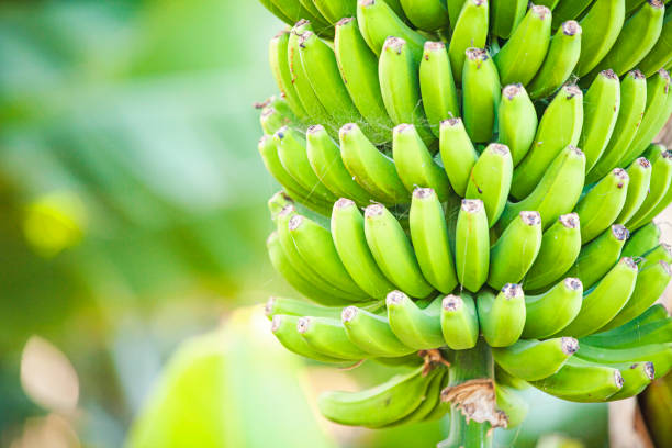 istock banana tree on the plantation. branch with bananas 1131020229