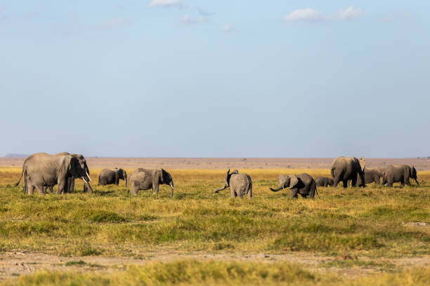 istock KENYA - AUGUST 16, 2018: Elephants in Amboseli National Park 1131022606