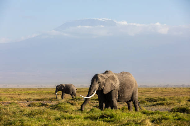 istock KENYA - AUGUST 16, 2018: Two elephants in Amboseli National Park 1131022718