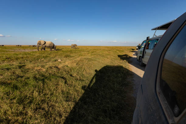istock KENYA - AUGUST 16, 2018: Elephant in Amboseli National Park 1131022946