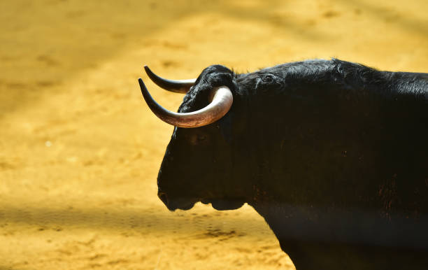 istock Horns of bull 1131024342