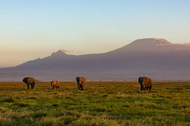 istock KENYA - AUGUST 16, 2018: Elephants at sunset time in Amboseli National Park 1131025558