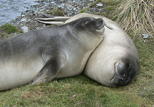 Two elephant seal pups lying together on the shore on South Georgia
