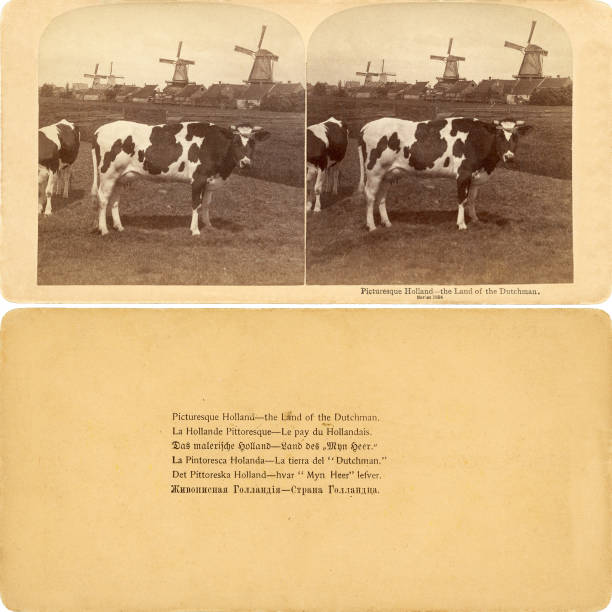 cows and windmills in Holland