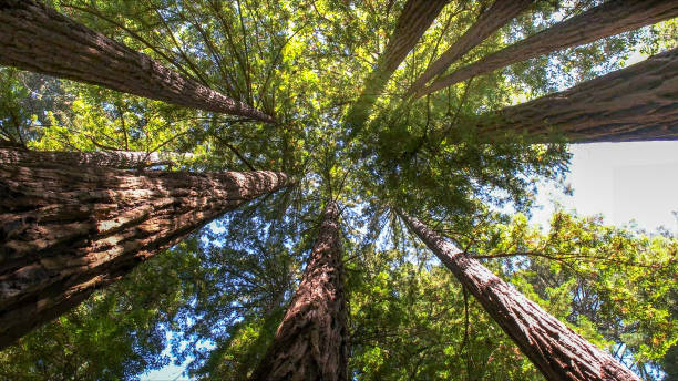 looking up into the canopy of coastal redwood trees at muir woods looking up into the canopy of coastal redwood trees at muir woods national monument big sur stock pictures, royalty-free photos & images