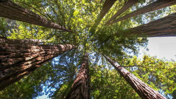 looking up into the canopy of coastal redwood trees at muir woods - san francisco county vacations tourism travel imagens e fotografias de stock