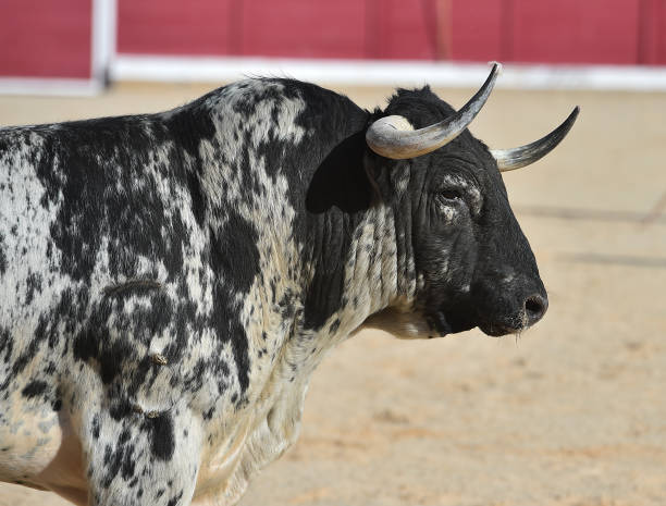 istock Horns of bull 1131027941