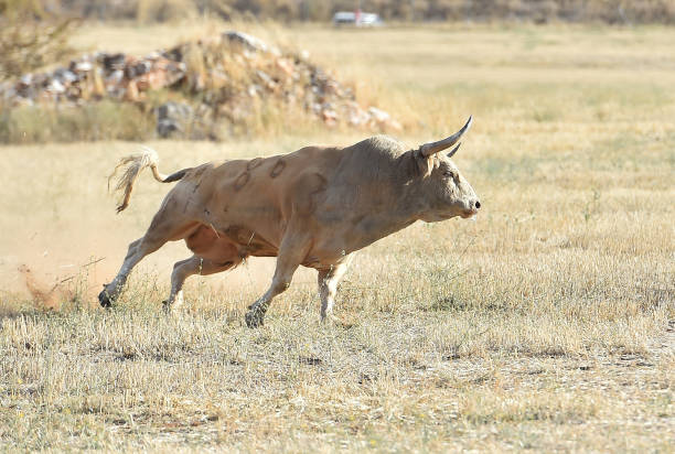 bull in the field spanish bull in bullring animals charging stock pictures, royalty-free photos & images