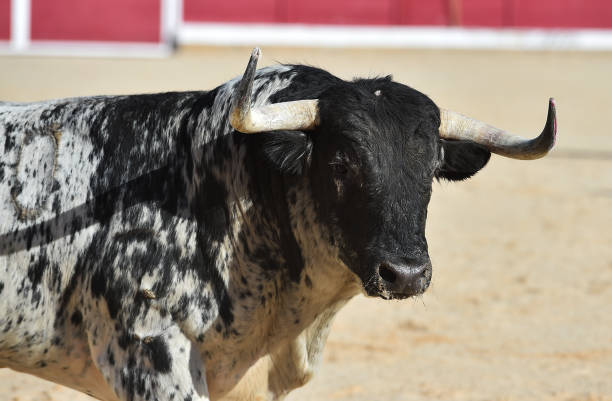 istock Head of bull 1131027972