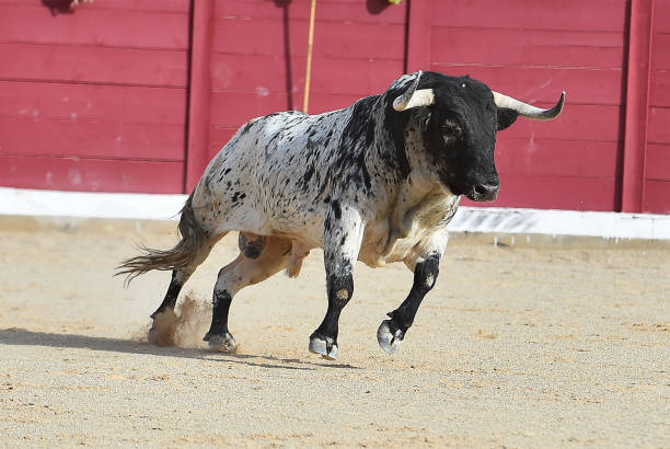 bullfight spanish bull in bullring muerte stock pictures, royalty-free photos & images