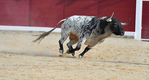 ヨーロッパブル - bull spanish culture spain trading ストックフォトと画像