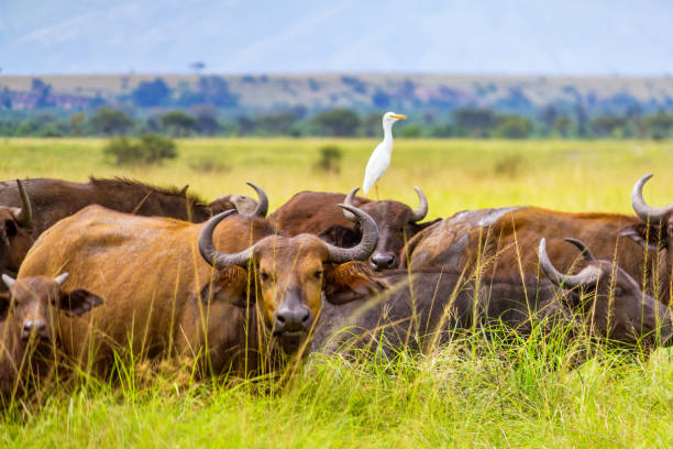 Buffalo herd in Queen Elizabeth National Park Uganda Africa Stock photograph of a Buffalo herd in Queen Elizabeth National Park, Uganda, Africa. cattle egret photos stock pictures, royalty-free photos & images