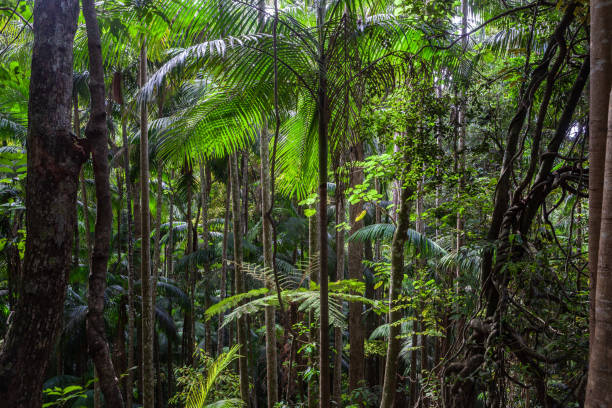 istock Beautiful temperate rainforest in Queensland, Australia 1131029650
