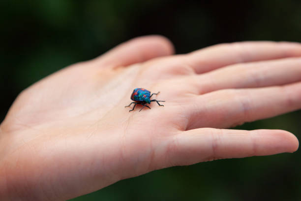 istock Hibiscus Harlequin Bug on open female hand 1131029705