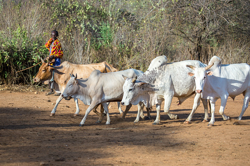 The cattle being herded into an open area for a Bull Jumping Ceremony near Turmi.