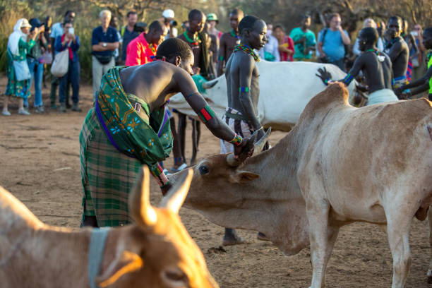 Ethiopia: Bull Jumping Ceremony Men of the village move the bulls into a line for a Bull Jumping Ceremony near Turmi. The Hamer ceremony is a rite of passage for boys turning into men. hamer tribe photos stock pictures, royalty-free photos & images