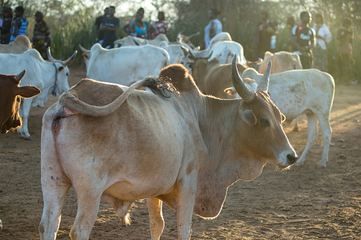 The cattle being herded into an open area for a Bull Jumping Ceremony near Turmi.