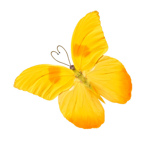 istock tropical butterfly with heart shaped antennas. isolated on white background 1131035186