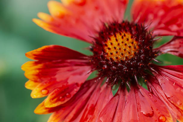 scenic flowering gaillardia pulchella in macro. incredibile primo-up di fiori giallo rosso bagnato con spazio di copia. petali meravigliosi con gocce di pioggia. rugiada su un bellissimo fiore in fiore. gocce sulla pianta. ricca flora. - gaillardia pulchella foto e immagini stock