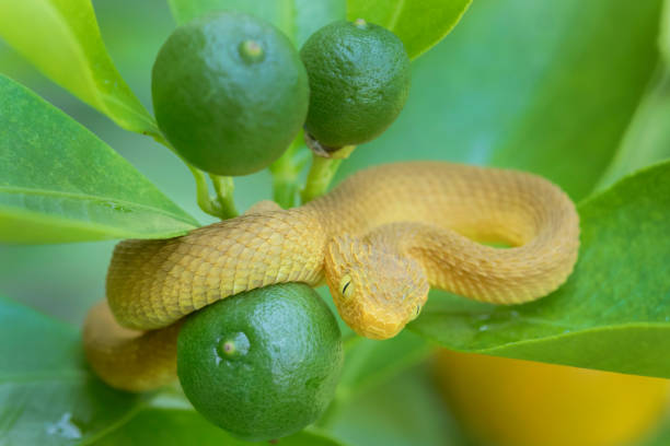 istock Baby Venomous Bush Viper Snake (Atheris squamigera) in Fruit Tree 1131036362