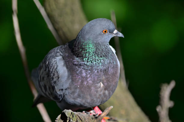 istock Common pigeon (Columba livia), also known as the rock dove or rock pigeon. 1131036794